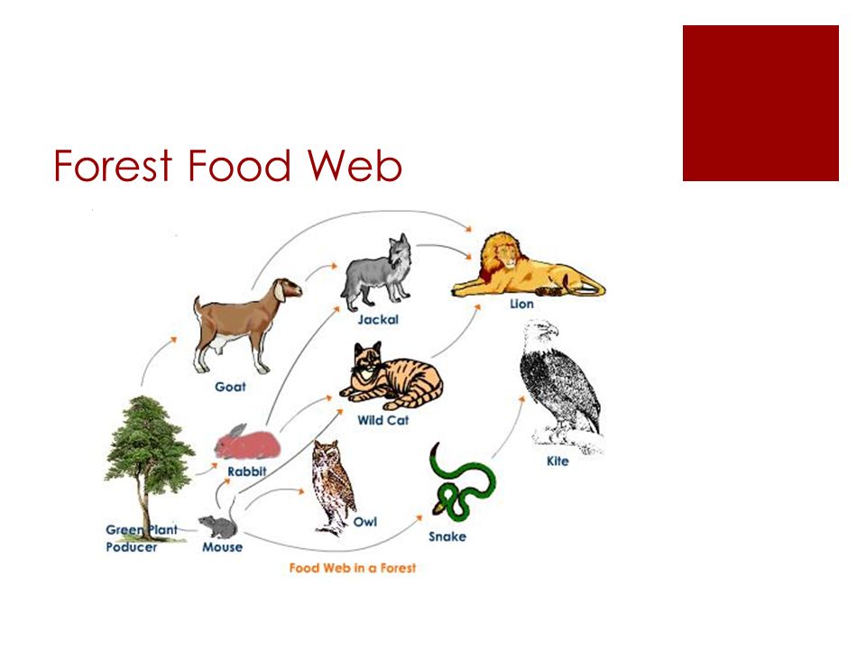 Food Webs. ppt download